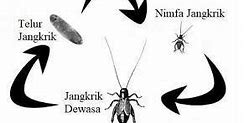 Jangkrik Termasuk Hewan Yang Metamorfosis Tidak Sempurna Karena